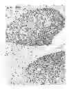 Fig. 01 - Polymer stabilization of chromogen solutions