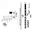Fig. 06 - Identification of a JAK2 mutation involved in vaquez polyglobulia