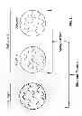 Fig. 02 - QUANTIFICATION OF CELL-SPECIFIC NUCLEIC ACID MARKERS