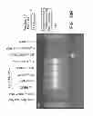 Fig. 40 - Rare cell analysis using sample splitting and DNA tags