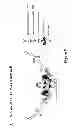 Fig. 08 - Process for engineering polyvalent, polyspecific fusion proteins using uteroglobin as skeleton and so obtained products.