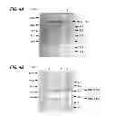 Fig. 05 - Antibody composition-producing cell