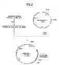 Fig. 22 - Antibody composition-producing cell