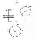 Fig. 26 - Antibody composition-producing cell