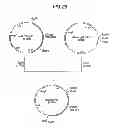 Fig. 27 - Antibody composition-producing cell