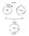 Fig. 34 - Antibody composition-producing cell