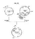 Fig. 35 - Antibody composition-producing cell