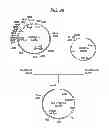 Fig. 37 - Antibody composition-producing cell