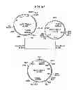 Fig. 40 - Antibody composition-producing cell