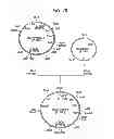 Fig. 41 - Antibody composition-producing cell