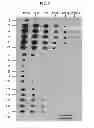 Fig. 04 - COMPOSITIONS AND METHODS FOR REPROGRAMMING MAMMALIAN CELLS