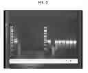 Fig. 09 - COMPOSITIONS AND METHODS FOR REPROGRAMMING MAMMALIAN CELLS