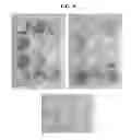 Fig. 22 - COMPOSITIONS AND METHODS FOR REPROGRAMMING MAMMALIAN CELLS