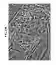 Fig. 33 - COMPOSITIONS AND METHODS FOR REPROGRAMMING MAMMALIAN CELLS