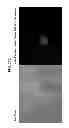 Fig. 41 - COMPOSITIONS AND METHODS FOR REPROGRAMMING MAMMALIAN CELLS