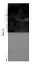 Fig. 44 - COMPOSITIONS AND METHODS FOR REPROGRAMMING MAMMALIAN CELLS