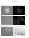 Fig. 74 - COMPOSITIONS AND METHODS FOR REPROGRAMMING MAMMALIAN CELLS