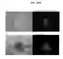 Fig. 77 - COMPOSITIONS AND METHODS FOR REPROGRAMMING MAMMALIAN CELLS