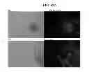 Fig. 80 - COMPOSITIONS AND METHODS FOR REPROGRAMMING MAMMALIAN CELLS