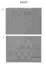 Fig. 85 - COMPOSITIONS AND METHODS FOR REPROGRAMMING MAMMALIAN CELLS