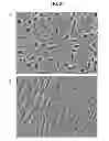 Fig. 86 - COMPOSITIONS AND METHODS FOR REPROGRAMMING MAMMALIAN CELLS