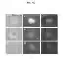Fig. 89 - COMPOSITIONS AND METHODS FOR REPROGRAMMING MAMMALIAN CELLS