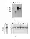 Fig. 02 - Microwave-Driven RNA Polymerization by RNA Polymerases of Caliciviruses