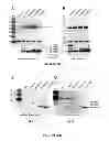 Fig. 22 - IMMUNOSELECTION OF RECOMBINANT VESICULAR STOMATITIS VIRUS EXPRESSING HIV-1 PROTEINS BY BROADLY NEUTRALIZING ANTIBODIES