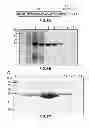 Fig. 10 - AFFINITY PURIFICATION OF RNA UNDER NATIVE CONDITIONS BASED ON THE LAMBDA BOXB/N PEPTIDE INTERACTION