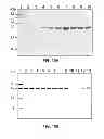 Fig. 11 - AFFINITY PURIFICATION OF RNA UNDER NATIVE CONDITIONS BASED ON THE LAMBDA BOXB/N PEPTIDE INTERACTION