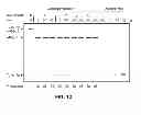 Fig. 13 - AFFINITY PURIFICATION OF RNA UNDER NATIVE CONDITIONS BASED ON THE LAMBDA BOXB/N PEPTIDE INTERACTION
