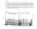 Fig. 03 - Recombinant reverse transcriptases