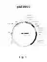 Fig. 02 - Multi plasmid system for the production of influenza virus