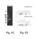 Fig. 07 - Multi plasmid system for the production of influenza virus