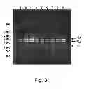 Fig. 41 - Multi plasmid system for the production of influenza virus