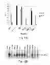 Fig. 45 - Multi plasmid system for the production of influenza virus
