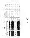 Fig. 46 - Multi plasmid system for the production of influenza virus