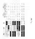 Fig. 47 - Multi plasmid system for the production of influenza virus
