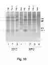 Fig. 52 - Multi plasmid system for the production of influenza virus
