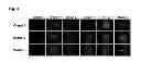Fig. 04 - Method for producing induced pluripotent stem cells