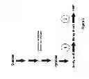Fig. 03 - Methods, Systems And Compositions Related To Reduction Of Conversions Of Microbially Produced 3-Hydroxyproplonic Acid (3-HP) To Aldehyde Metabolites