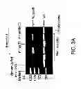 Fig. 06 - In vitro sorting method