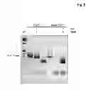 Fig. 07 - Miniaturized, high-throughput nucleic acid analysis