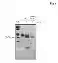 Fig. 08 - Miniaturized, high-throughput nucleic acid analysis