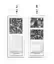 Fig. 02 - Method for automated tissue analysis