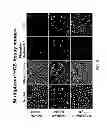 Fig. 07 - Method for automated tissue analysis