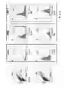 Fig. 09 - Detection of human umbilical cord tissue derived cells