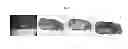 Fig. 02 - ENGINEERED TISSUES FOR IN VITRO RESEARCH USES, ARRAYS THEREOF, AND METHODS OF MAKING THE SAME