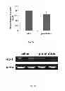 Fig. 07 - Compositions and methods for treating cognitive deficits