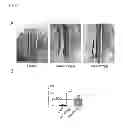 Fig. 06 - Pharmacological treatment of aortic aneurysm development
